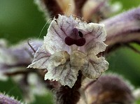 Common Broomrape - Orobanche minor