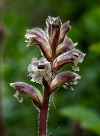 Common Broomrape - Orobanche minor