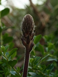 Common Broomrape - Orobanche minor