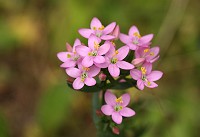 Common Centaury - Centaurium erythraea