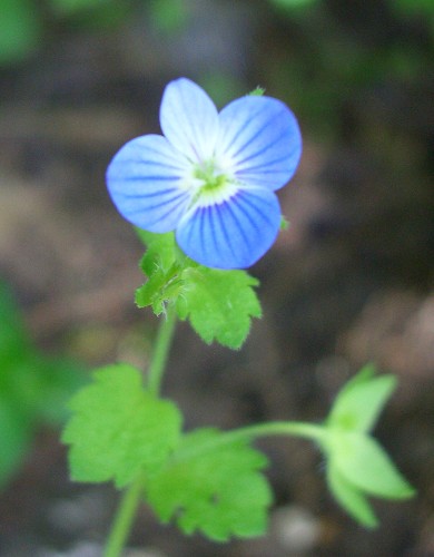 common-field-speedwell-1.jpg