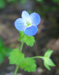 Common Field Speedwell - Veronica persica