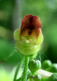 Common Figwort - Scrophularia nodosa