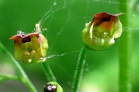 Common Figwort - Scrophularia nodosa
