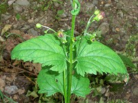 Common Figwort - Scrophularia nodosa