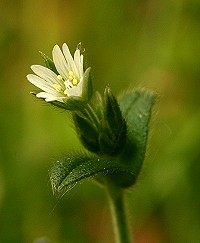 Common Mouse-Ear - Cerastium fontanum