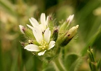Common Mouse-Ear - Cerastium fontanum
