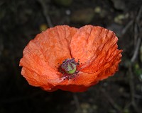 Common Poppy - Papaver rhoeas