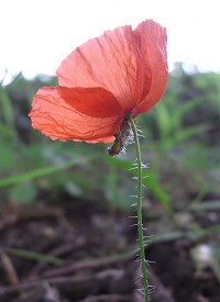 Common Poppy - Papaver rhoeas