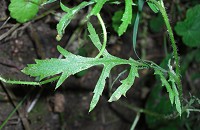 Common Poppy - Papaver rhoeas