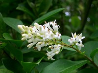 Common Privet - Lugustrum vulgare