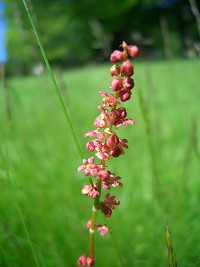 Common Sorrel - Rumex acetosa