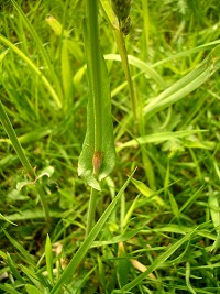 Common Sorrel - Rumex acetosa