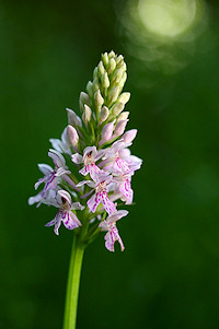 Common Spotted Orchid -Dactylorhiza fuchsii