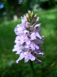 Common Spotted Orchid -Dactylorhiza fuchsii
