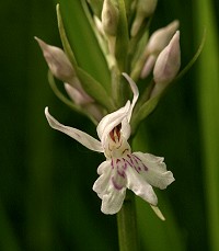 Common Spotted Orchid -Dactylorhiza fuchsii
