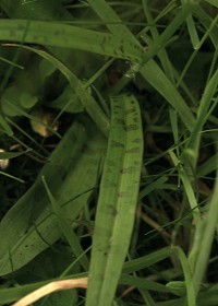 Common Spotted Orchid -Dactylorhiza fuchsii