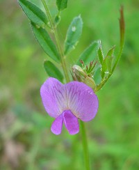 Common Vetch - Vicia sativa