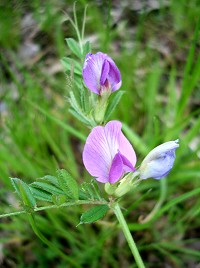 Common Vetch - Vicia sativa