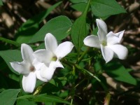 Common White Jasmine - Jasmium officinale