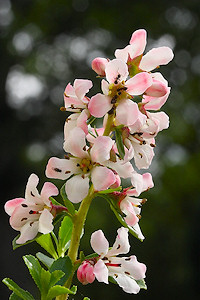 Cotoneaster - Trifolium repens