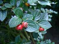 Cotoneaster - Trifolium repens