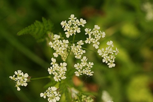 cow-parsley-1.jpg