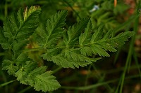 Cow Parsley - Anthriscus sylvestris