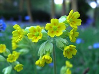 Cowslip - Primula veris