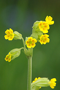 Cowslip - Primula veris