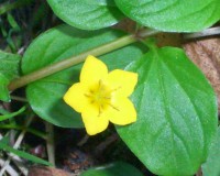 Creeping Jenny