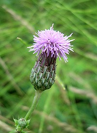 Creeping Thistle - Cirsium arvense