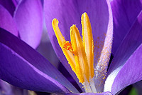 Crocus