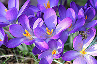 Crocus