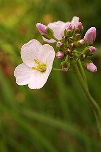 Cuckoo Flower - Cardamine pratensis