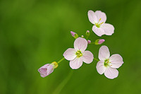 Cuckoo Flower - Cardamine pratensis