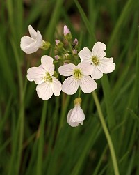 Cuckoo Flower - Cardamine pratensis
