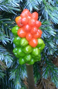 Cuckoo Pint - Arum Maculatum