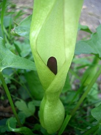 Cuckoo Pint - Arum Maculatum