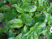 Cuckoo Pint - Arum Maculatum