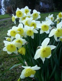 Daffodil - Narcissus