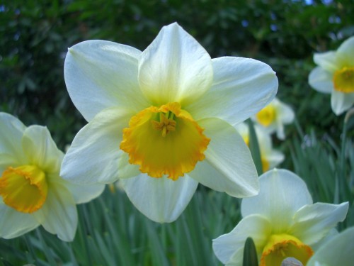 daffodil-9.jpg