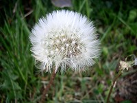 Dandelion - Taraxacum