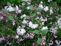 Deutzia x hybrida