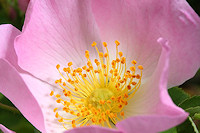 Dog rose