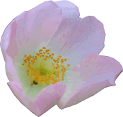 Dog Rose