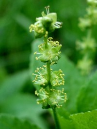 Dog's mercury - Mercurialis perennis