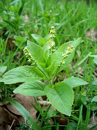 Dog's mercury - Mercurialis perennis