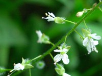 Enchanter's Nightshade - Circaea lutetiana