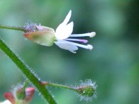 Enchanter's Nightshade - Circaea lutetiana